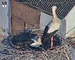 Capi_Dubne_20260502_063503.jpg