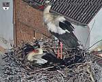 Capi_Dubne_20260502_071503.jpg