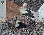 Capi_Dubne_20260502_075003.jpg