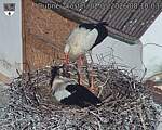 Capi_Dubne_20260502_081003.jpg