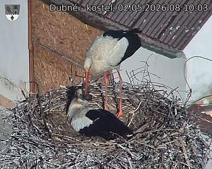 Capi_Dubne_20260502_081003.jpg (1350&nbsp;x&nbsp;1080)