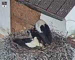 Capi_Dubne_20260502_082003.jpg