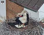Capi_Dubne_20260502_082503.jpg