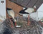 Capi_Dubne_20260502_084003.jpg