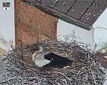 Capi_Dubne_20260502_084502.jpg
