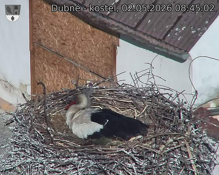 Capi_Dubne_20260502_084502.jpg (1350&nbsp;x&nbsp;1080)
