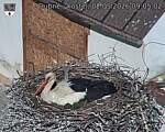 Capi_Dubne_20260502_090502.jpg