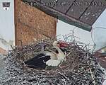 Capi_Dubne_20260502_093502.jpg