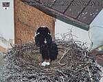 Capi_Dubne_20260502_094503.jpg