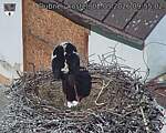 Capi_Dubne_20260502_095502.jpg