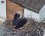 Capi_Dubne_20260502_101003.jpg