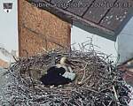 Capi_Dubne_20260502_105003.jpg