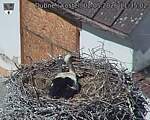 Capi_Dubne_20260502_113502.jpg