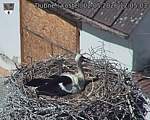 Capi_Dubne_20260502_120503.jpg