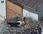 Capi_Dubne_20260502_124503.jpg