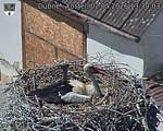 Capi_Dubne_20260502_133003.jpg