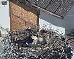 Capi_Dubne_20260502_135504.jpg