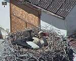 Capi_Dubne_20260502_141504.jpg