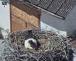 Capi_Dubne_20260502_143005.jpg