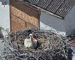 Capi_Dubne_20260502_144003.jpg