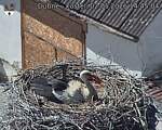 Capi_Dubne_20260502_144504.jpg