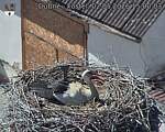 Capi_Dubne_20260502_150003.jpg
