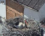 Capi_Dubne_20260502_150503.jpg
