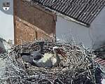 Capi_Dubne_20260502_151504.jpg