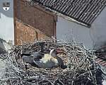 Capi_Dubne_20260502_152004.jpg