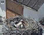 Capi_Dubne_20260502_153504.jpg