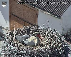 Capi_Dubne_20260502_154004.jpg (1350&nbsp;x&nbsp;1080)