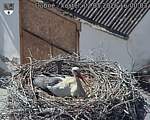 Capi_Dubne_20260502_160003.jpg