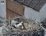 Capi_Dubne_20260502_161003.jpg
