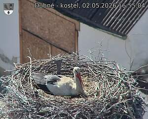 Capi_Dubne_20260502_165504.jpg (1350&nbsp;x&nbsp;1080)