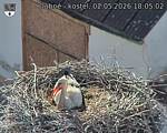 Capi_Dubne_20260502_180502.jpg
