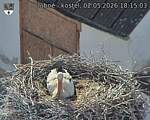 Capi_Dubne_20260502_181503.jpg