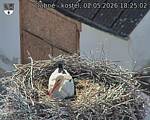 Capi_Dubne_20260502_182502.jpg