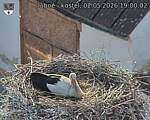 Capi_Dubne_20260502_190002.jpg