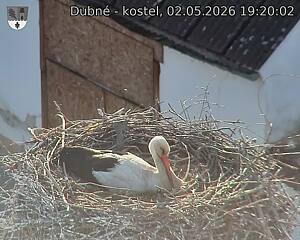 Capi_Dubne_20260502_192002.jpg (1350&nbsp;x&nbsp;1080)