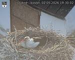 Capi_Dubne_20260502_193002.jpg