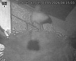 Capi_Dubne_20260503_041503.jpg