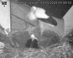 Capi_Dubne_20260503_050002.jpg