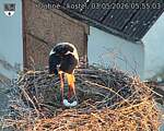 Capi_Dubne_20260503_055503.jpg