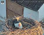 Capi_Dubne_20260503_060003.jpg