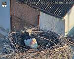 Capi_Dubne_20260503_061003.jpg