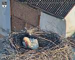Capi_Dubne_20260503_062003.jpg