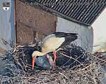 Capi_Dubne_20260503_063003.jpg