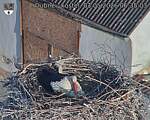 Capi_Dubne_20260503_063503.jpg