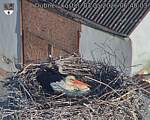 Capi_Dubne_20260503_064003.jpg