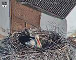Capi_Dubne_20260503_070002.jpg